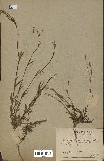 spécimen de Silene laeta
