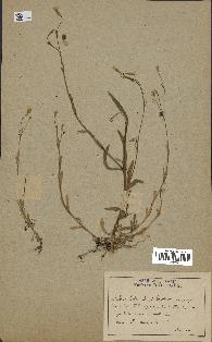 spécimen de Silene laeta