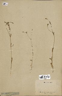 spécimen de Silene laeta