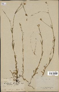 spécimen de Silene laeta