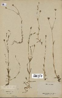 spécimen de Silene laeta