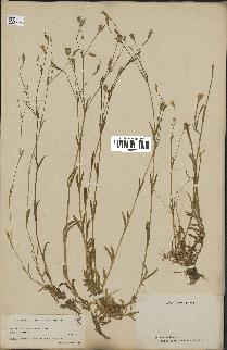 spécimen de Silene laeta