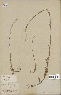 spécimen de Silene laeta