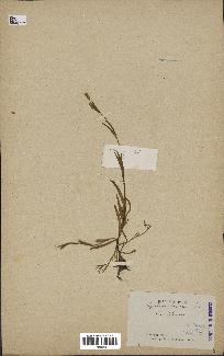 spécimen de Silene laeta