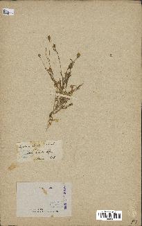 spécimen de Silene laeta