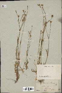 spécimen de Silene laeta