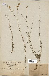 spécimen de Silene inaperta