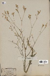 spécimen de Silene inaperta