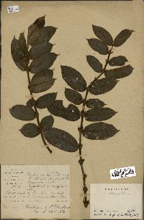 spécimen de Lasianthus sp.
