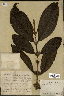 spécimen de Lasianthus sp.