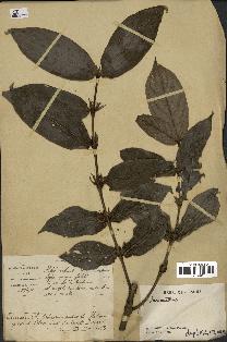 spécimen de Lasianthus sp.