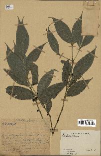 spécimen de Lasianthus sp.