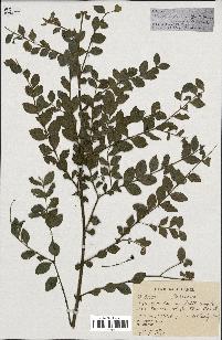 spécimen de Lasianthus sp.