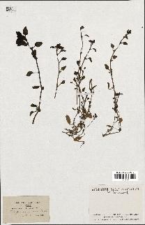 spécimen de Theligonum cynocrambe