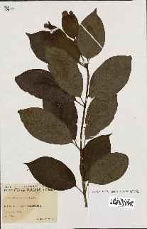 spécimen de Cephalanthus occidentalis