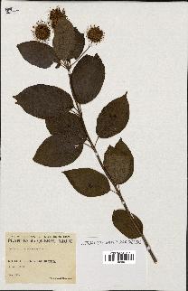 spécimen de Cephalanthus occidentalis