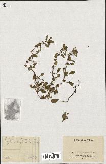 spécimen de Theligonum cynocrambe