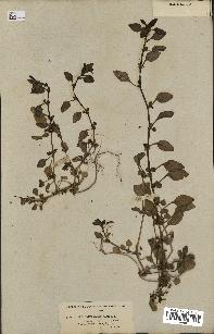 spécimen de Theligonum cynocrambe