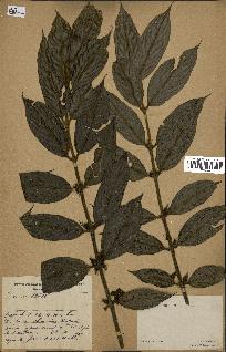 spécimen de Lasianthus sp.