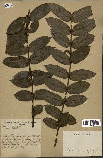 spécimen de Lasianthus sp.