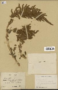 spécimen de Amaranthus hybridus