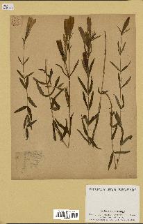 spécimen de Gentiana pneumonanthe
