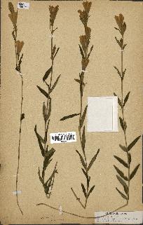 spécimen de Gentiana pneumonanthe