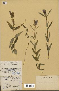 spécimen de Gentiana pneumonanthe