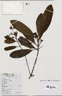 spécimen de Cinchona officinalis