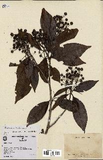 spécimen de Metadina trichotoma