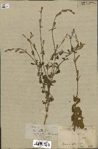 spécimen de Silene obtusifolia