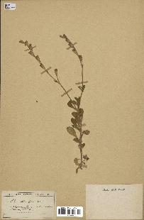 spécimen de Silene obtusifolia