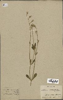 spécimen de Silene obtusifolia