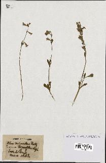 spécimen de Silene vespertina