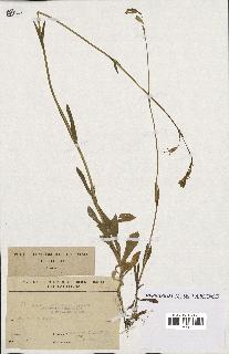 spécimen de Silene longicaulis