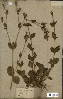 spécimen de Silene dioica