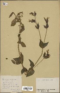 spécimen de Silene dioica