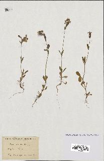 spécimen de Silene colorata