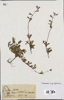 spécimen de Silene colorata