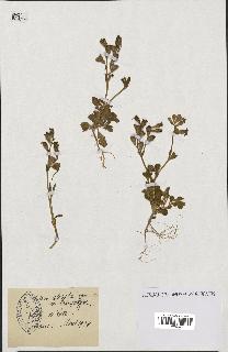 spécimen de Silene colorata