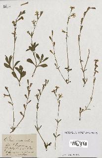 spécimen de Silene imbricata