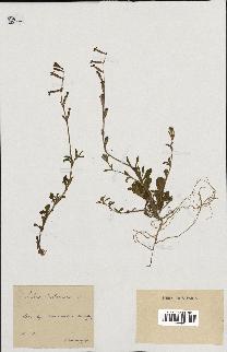 spécimen de Silene imbricata