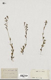 spécimen de Silene imbricata