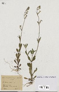 spécimen de Silene imbricata