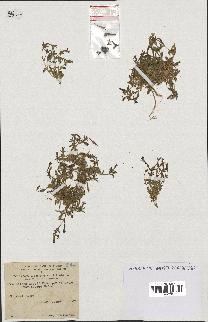 spécimen de Silene ibosii