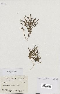 spécimen de Silene ibosii