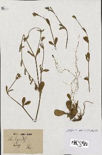 spécimen de Silene hispida