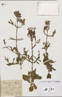 spécimen de Silene gibraltarica