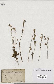 spécimen de Silene colorata