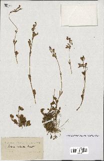 spécimen de Silene colorata